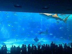 美ら海水族館 沖縄観光一番人気です。