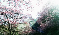 八重岳の寒緋桜